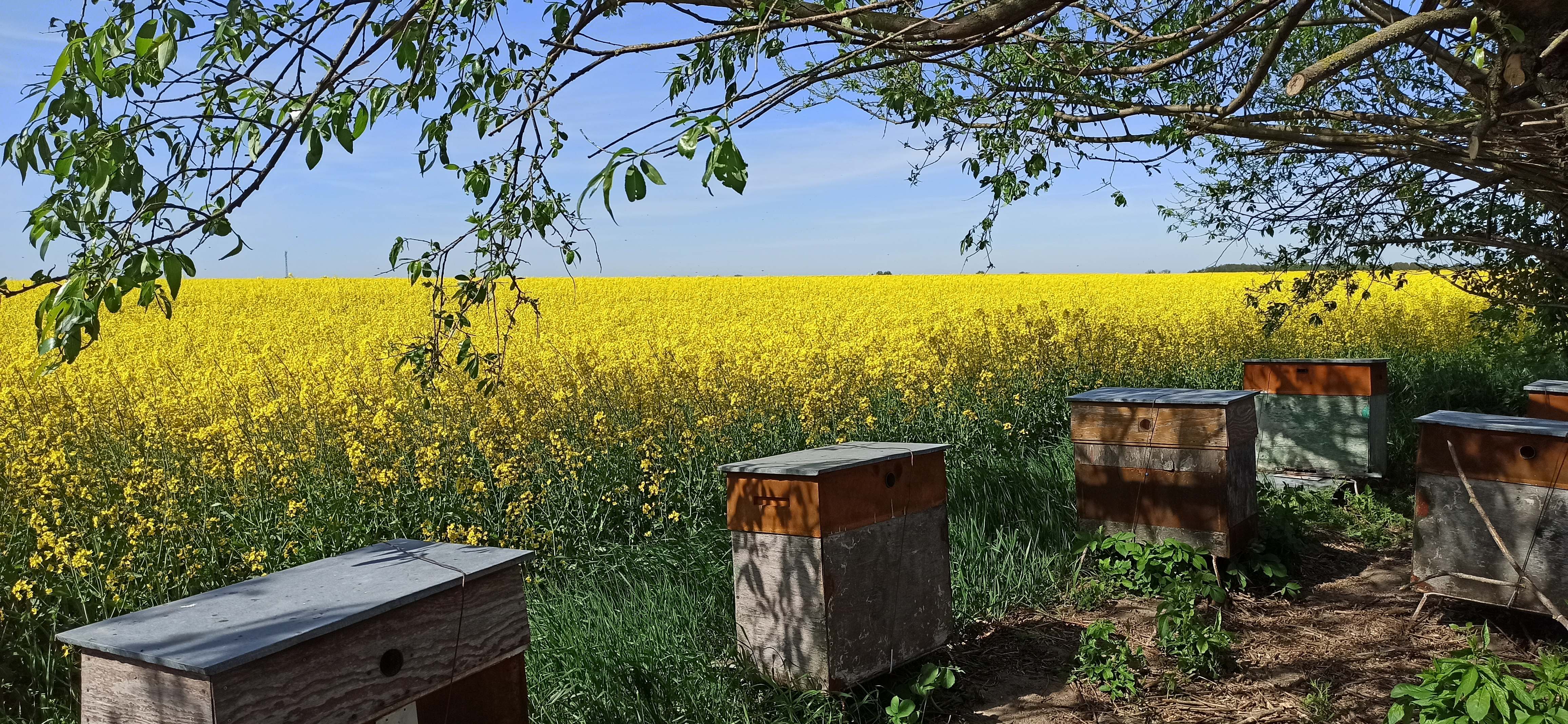 ule_przy_polu_rzepaku